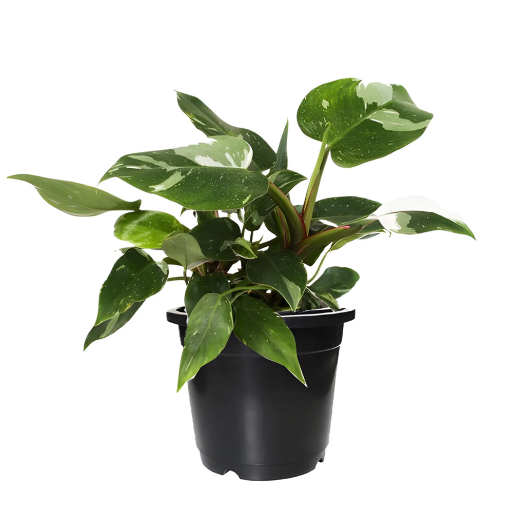 Philodendron