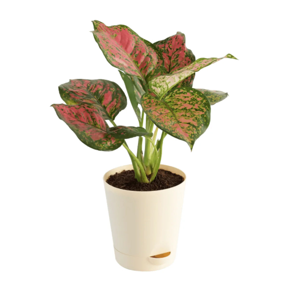 Red Aglaonema
