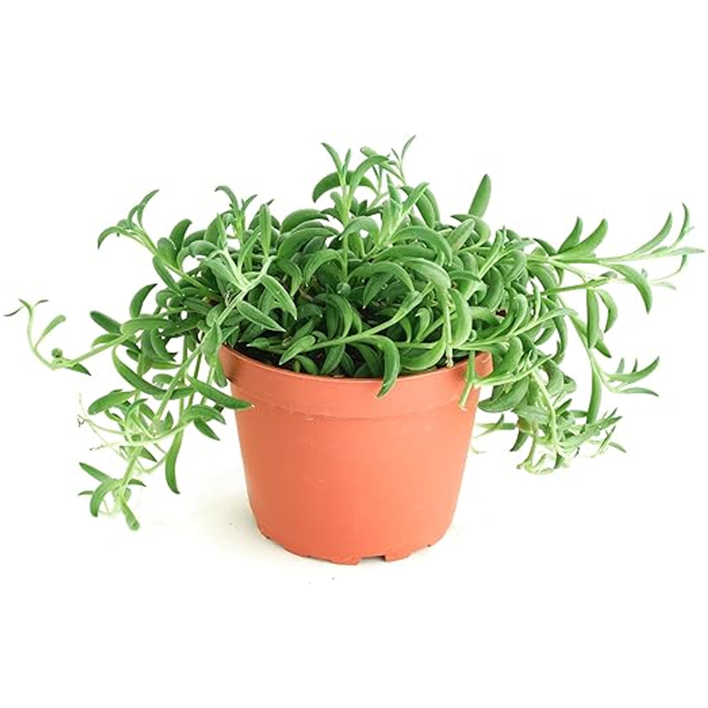 Succulent 'String of Bananas'